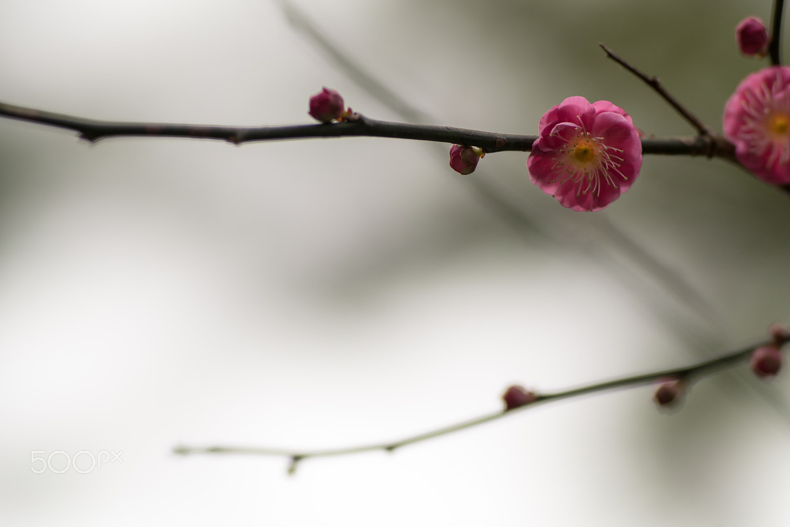 Sony a99 II sample photo. Plum blossoms photography