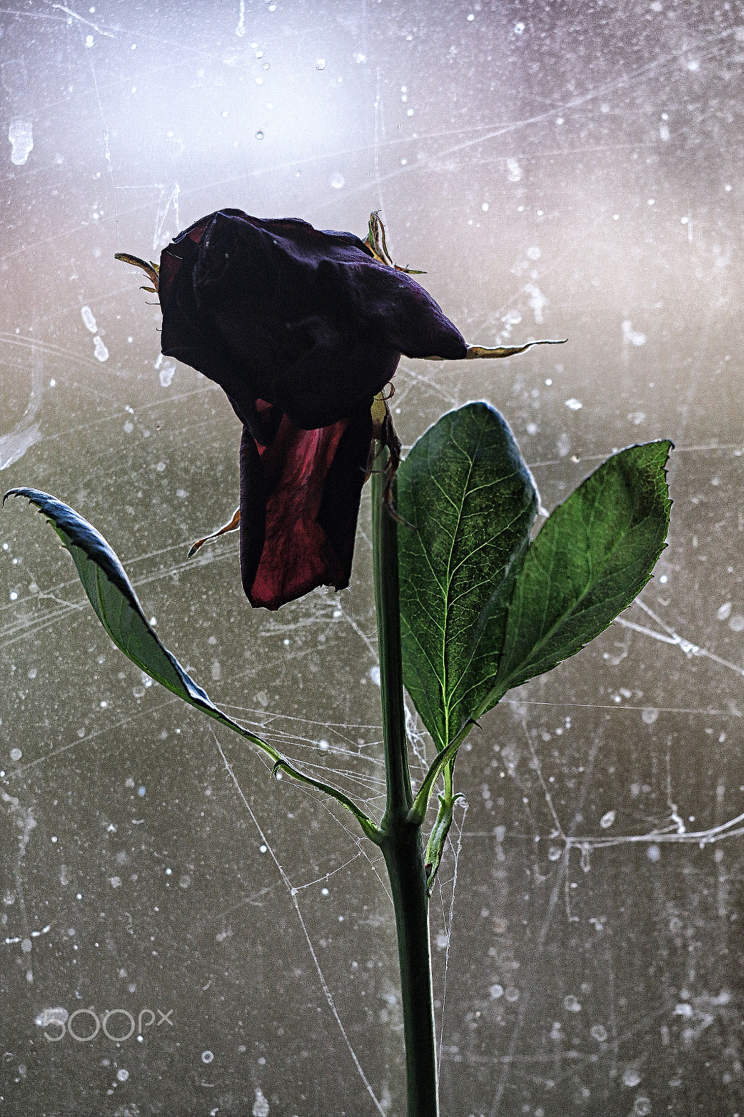 Sigma APO Macro 150mm f/2.8 EX DG HSM sample photo. Death of a rose photography
