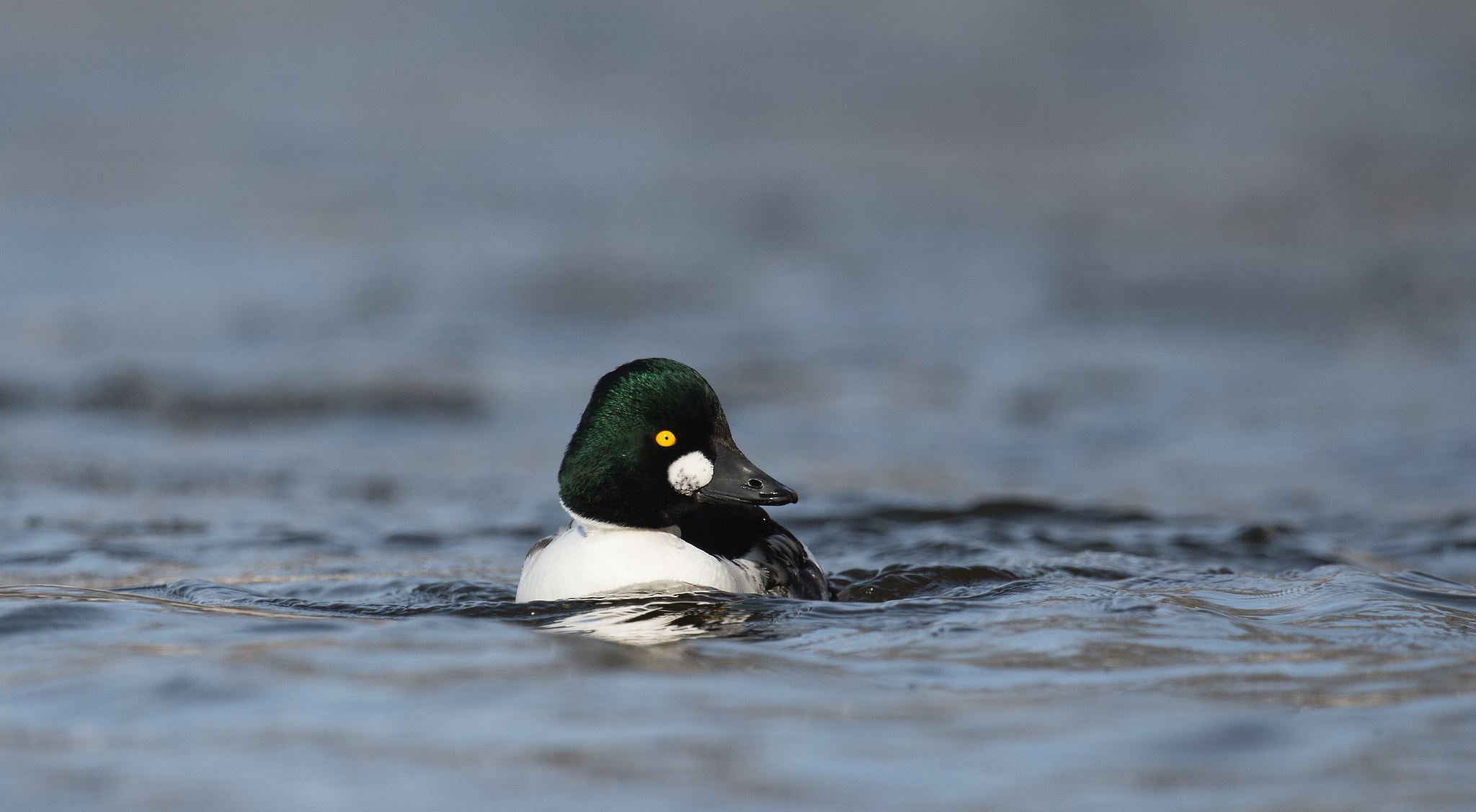 Nikon AF-S Nikkor 800mm F5.6E FL ED VR sample photo. Garrot a oeil d'or, bucephala clangula, common goldeneye photography