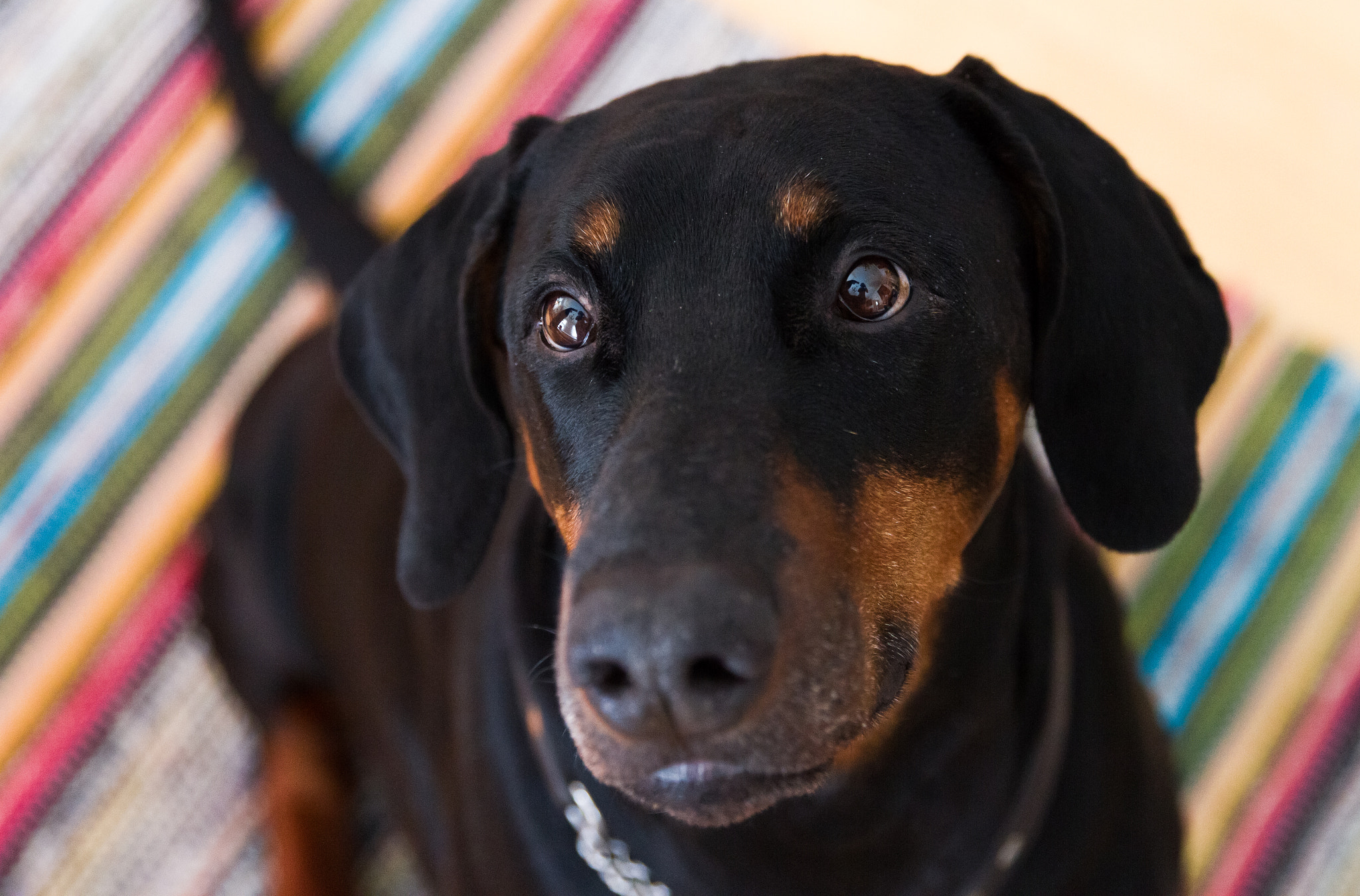 Canon EF 24-70mm F2.8L II USM sample photo. Treats for me! photography