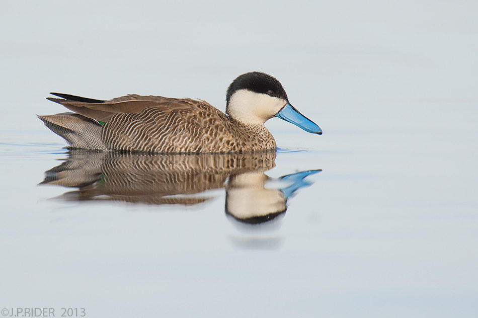 Nikon D800 + Nikon AF-S Nikkor 500mm F4G ED VR sample photo. Anas puna photography