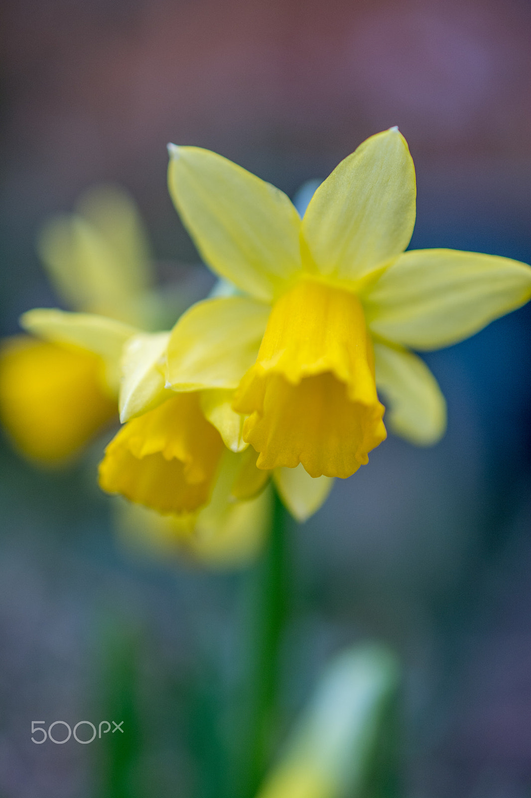 Nikon D7100 + Nikon AF-S DX Micro Nikkor 40mm F2.8 sample photo. First spring daffodils photography