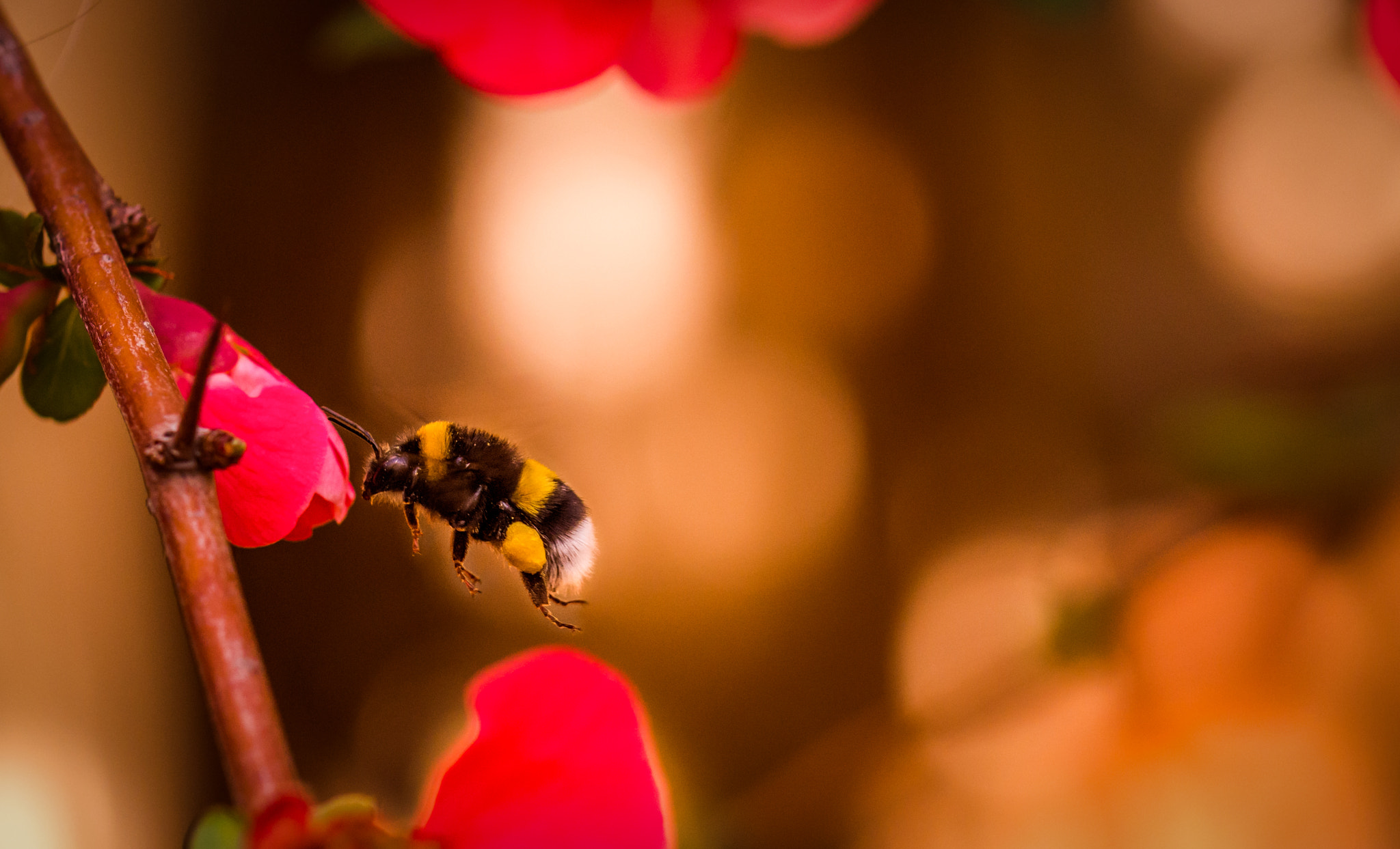 Nikon D7200 sample photo. The bee photography