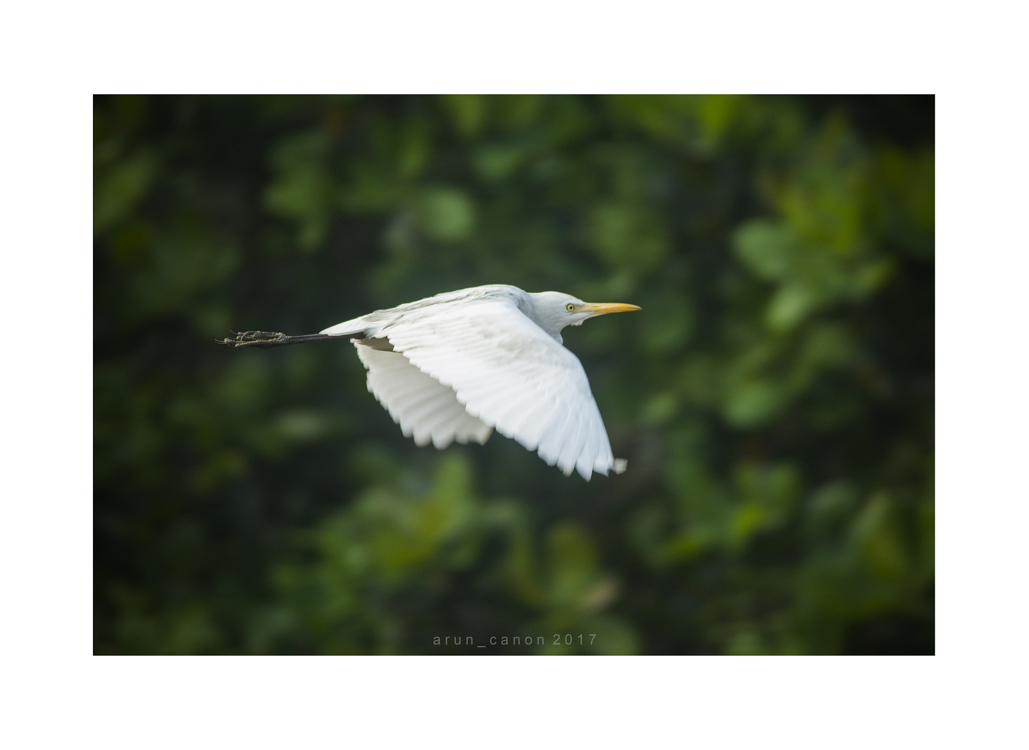 Sigma 150-500mm F5-6.3 DG OS HSM sample photo. Flying photography