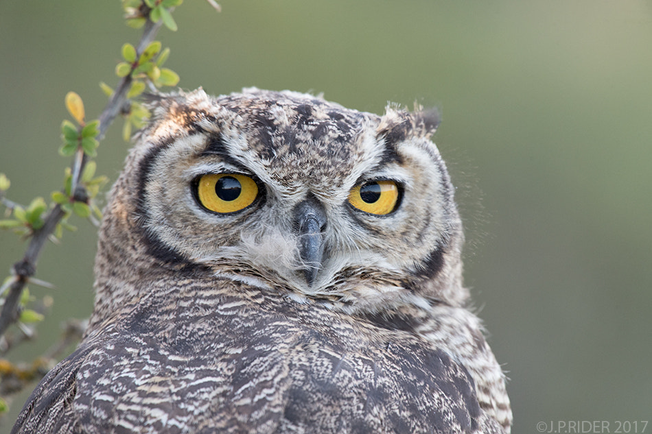 Nikon AF-S Nikkor 200-500mm F5.6E ED VR sample photo. Bubo megellanicus photography