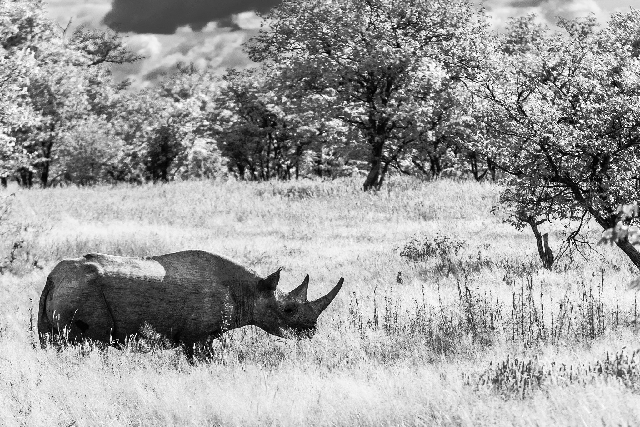 Nikon AF-S Nikkor 70-200mm F2.8G ED VR II sample photo. Black and white rhino photography
