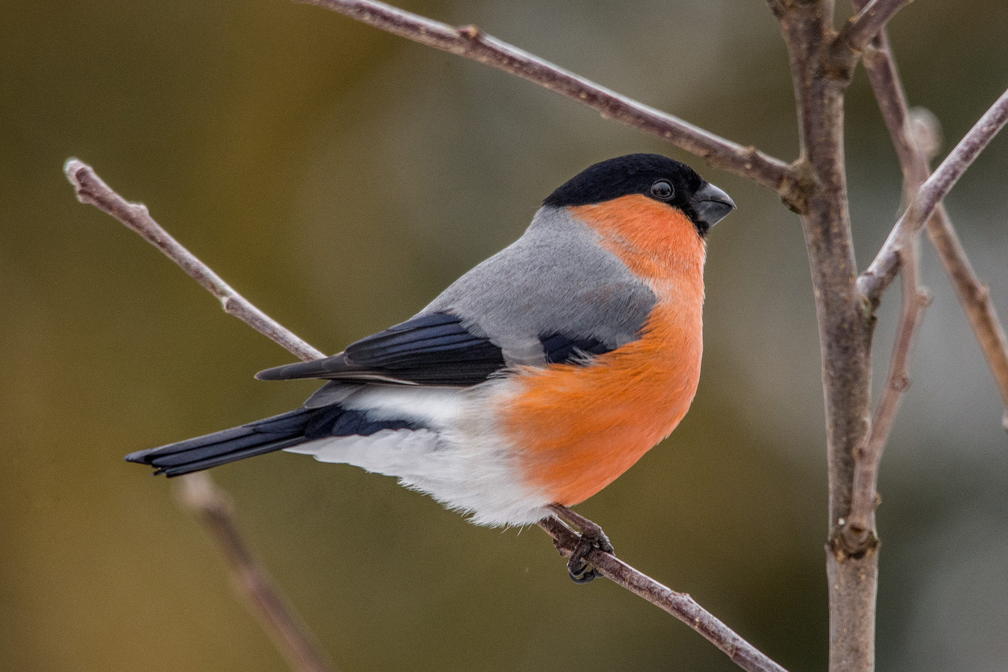 Sigma 150-500mm F5-6.3 DG OS HSM sample photo. Eurasian bullfinch photography