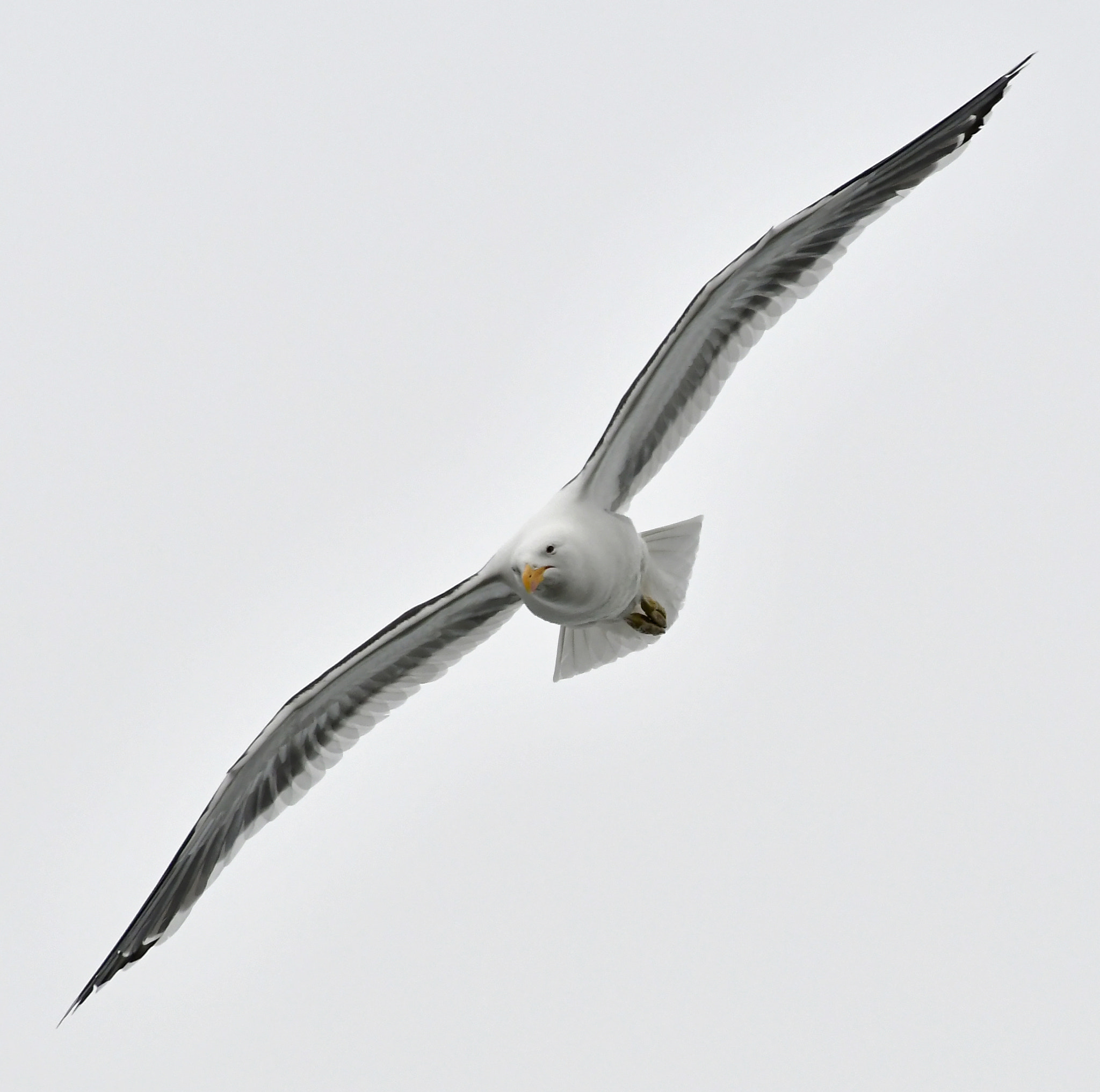 Nikon D500 sample photo. Kelp gull, antarctica photography