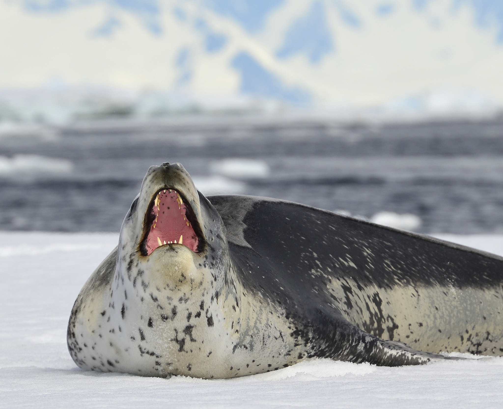 Nikon D800E sample photo. Leopard seal, antarctica photography