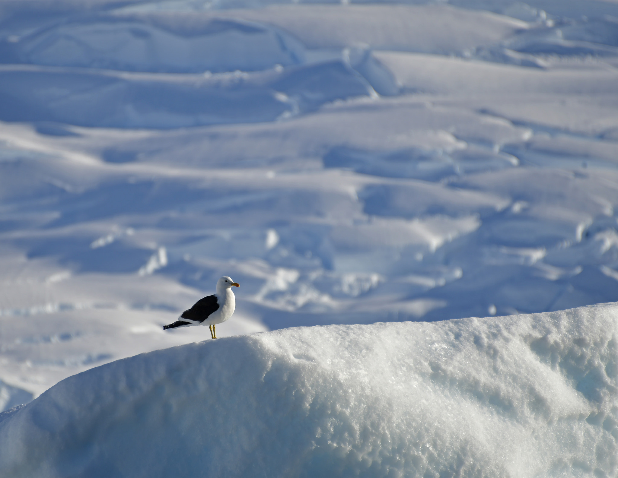 Nikon D500 sample photo. Kelp gull, antarctica photography