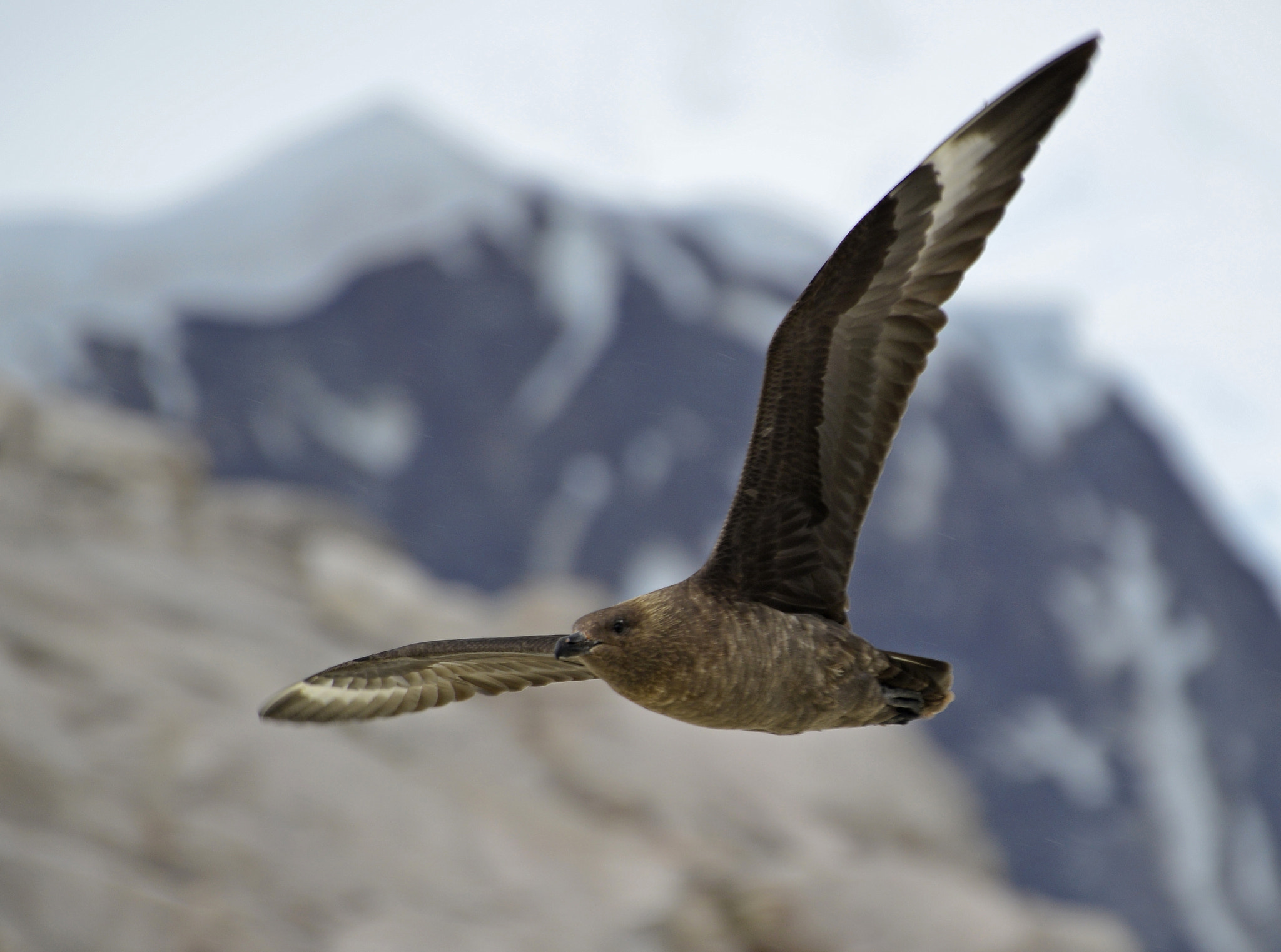 Nikon D800E sample photo. Brown skua in flight photography