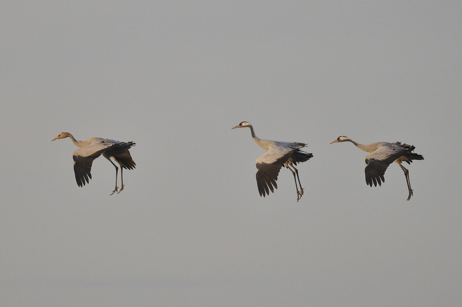 Nikon D300 + AF-S Nikkor 500mm f/4D IF-ED sample photo. Three in a row photography