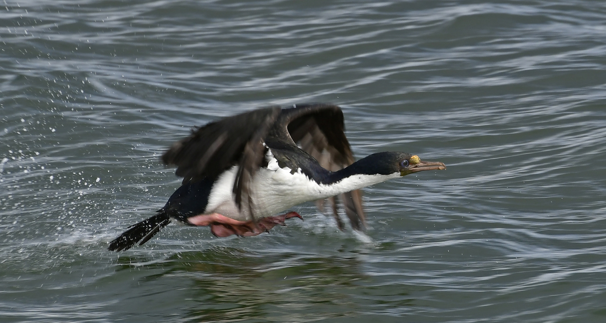 Nikon D500 sample photo. Imperial cormorant, punta arenas, chile photography