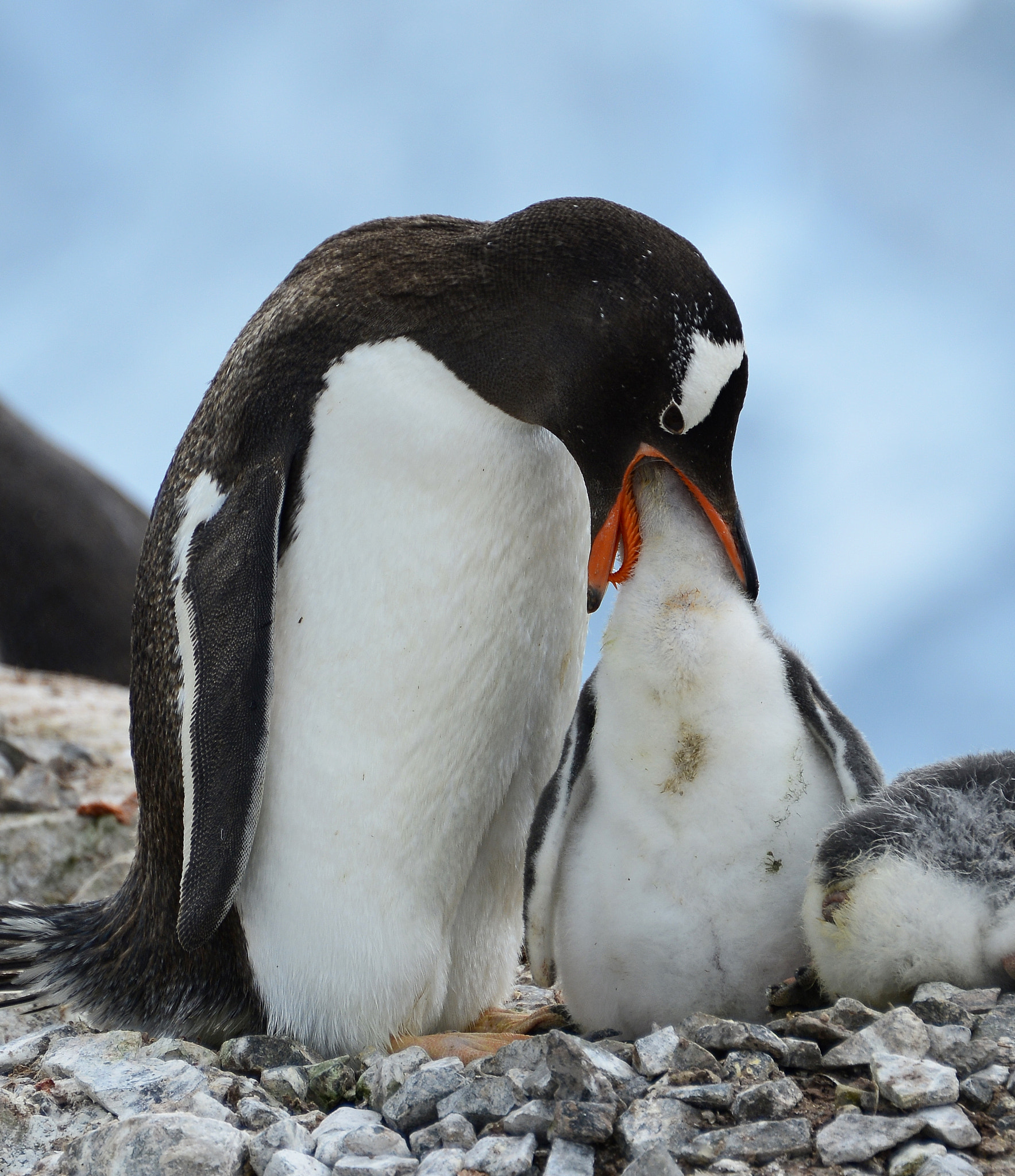 Nikon D800E sample photo. Gentoo penguin feeding chick photography