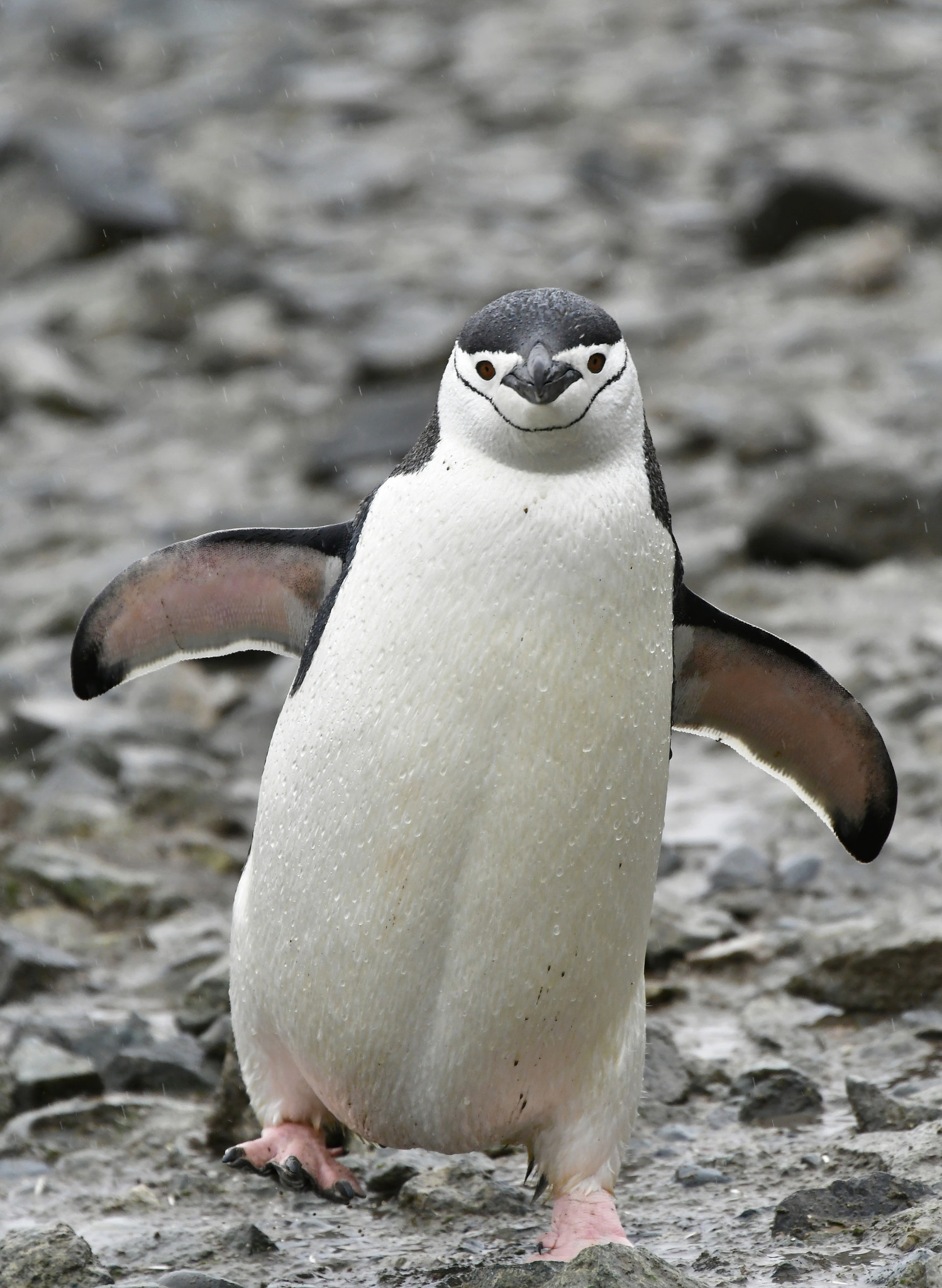 Nikon D500 sample photo. Chinstrap penguin walking photography