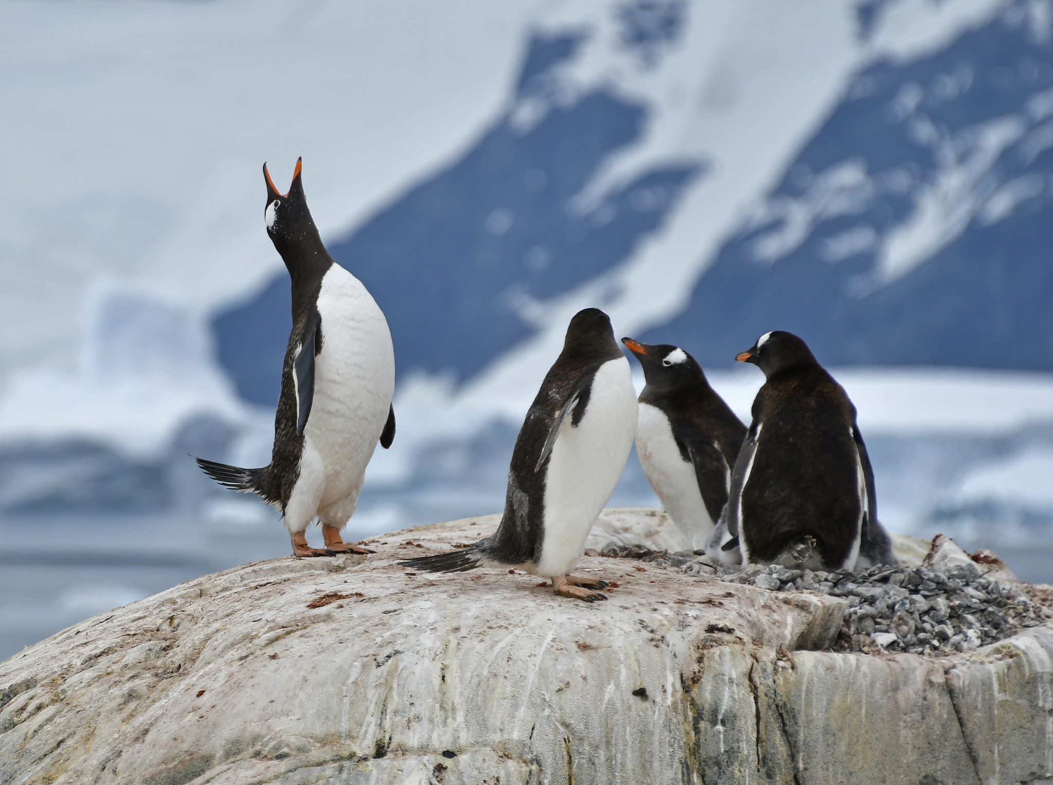 Nikon D500 sample photo. Gentoo penguins, antarctica photography