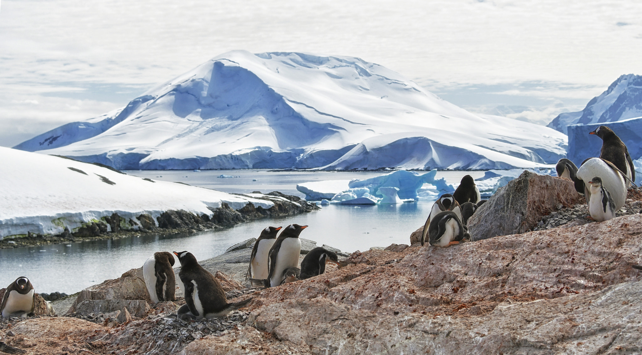 Nikon D500 sample photo. Gentoo penguins, petermann island, antarctica photography