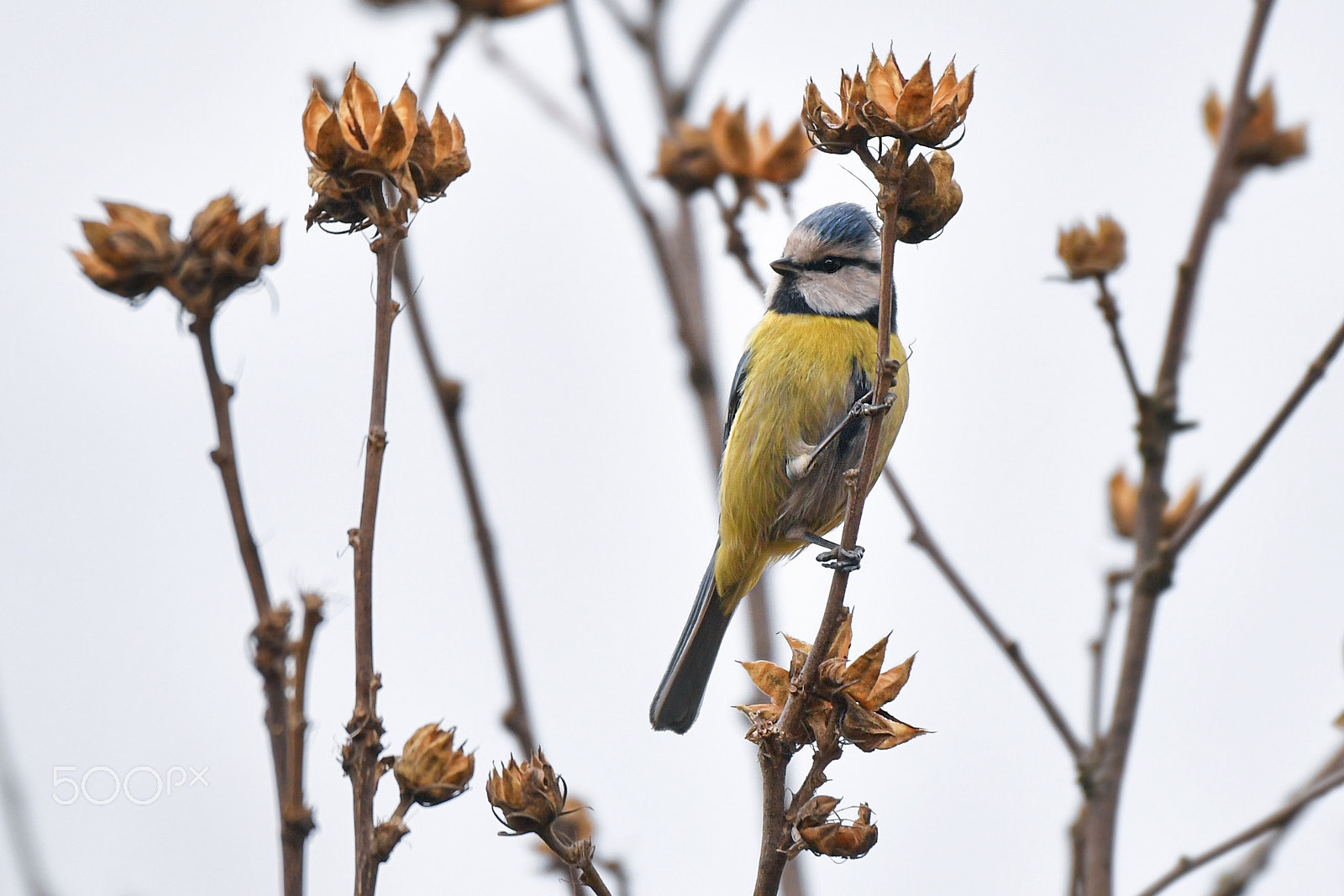 Nikon D5 sample photo. The blue tit photography