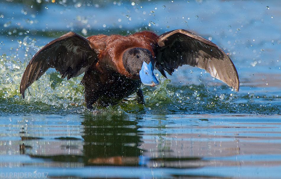 Nikon AF-S Nikkor 200-500mm F5.6E ED VR sample photo. Oxyura ferruginea photography