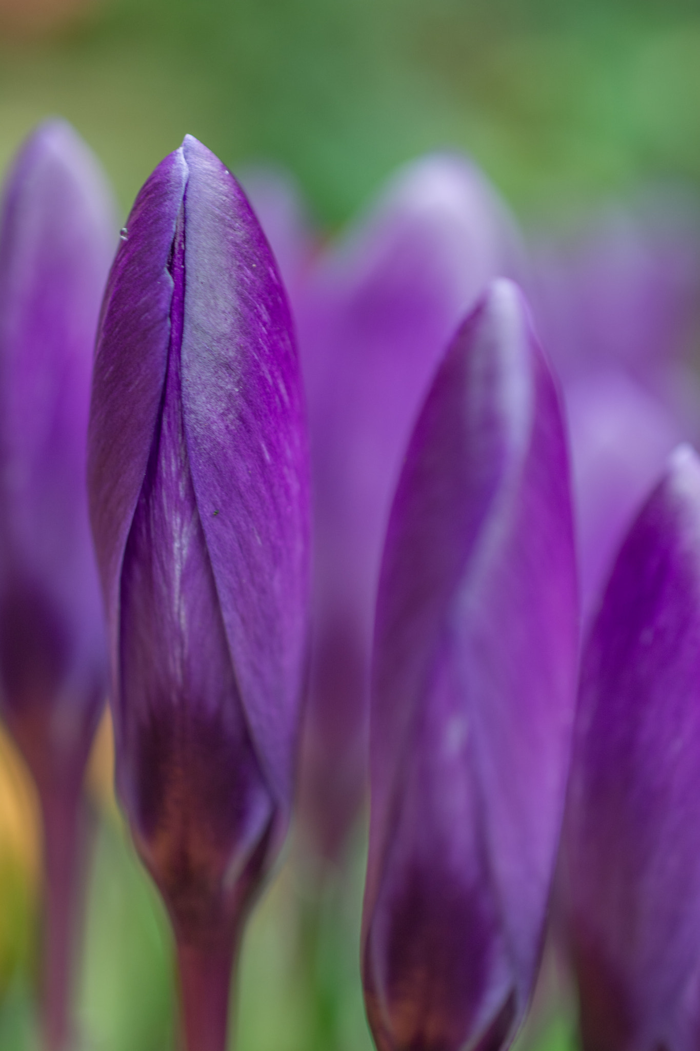 Nikon AF-S DX Micro Nikkor 40mm F2.8 sample photo. Crocus photography