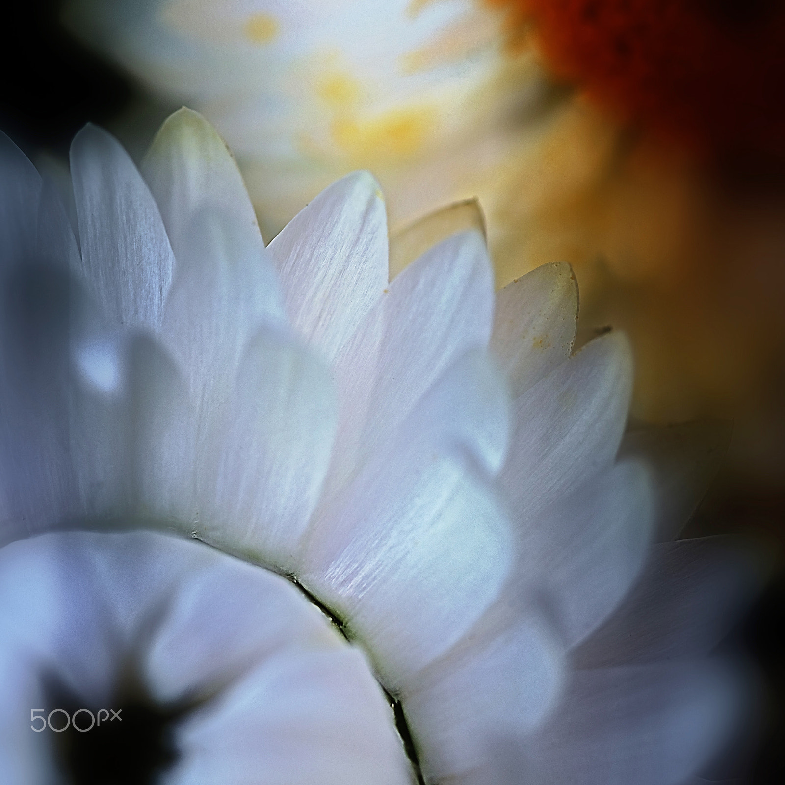 Sigma 105mm F2.8 EX DG OS HSM sample photo. White strawflower photography