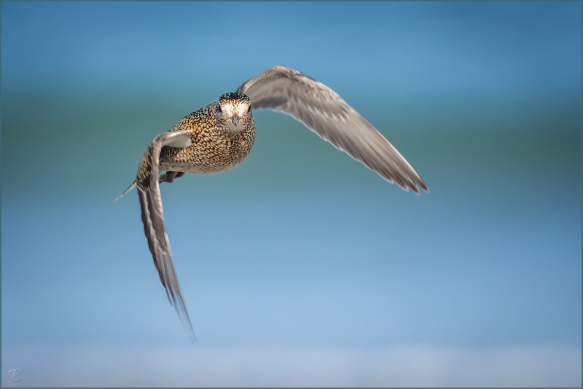 Canon EF 400mm F4 DO IS II USM sample photo. Goldregenpfeifer im anflug - european golden plove photography