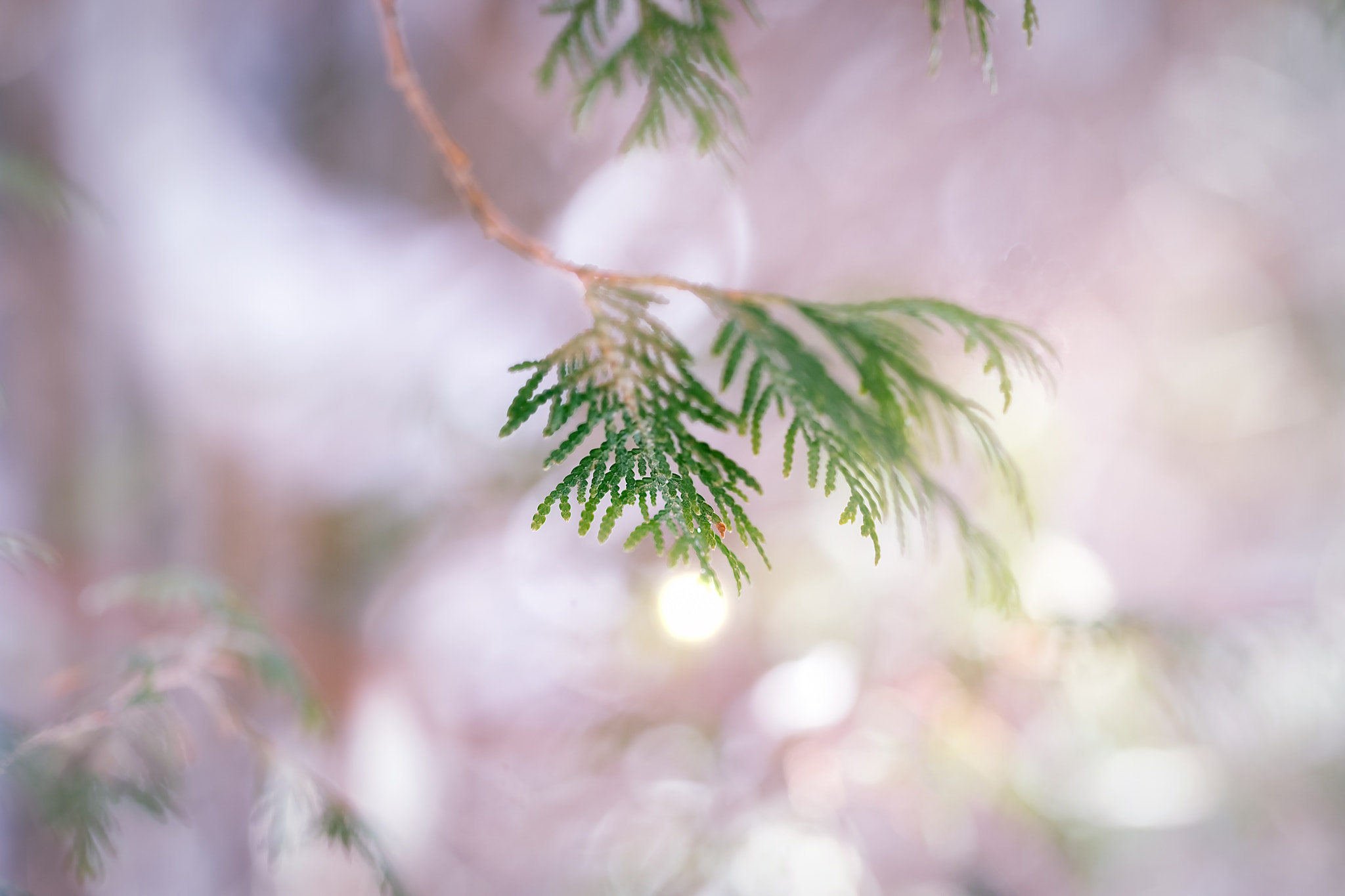 Fujifilm X-T2 + Fujifilm XF 90mm F2 R LM WR sample photo. Light and shapes photography