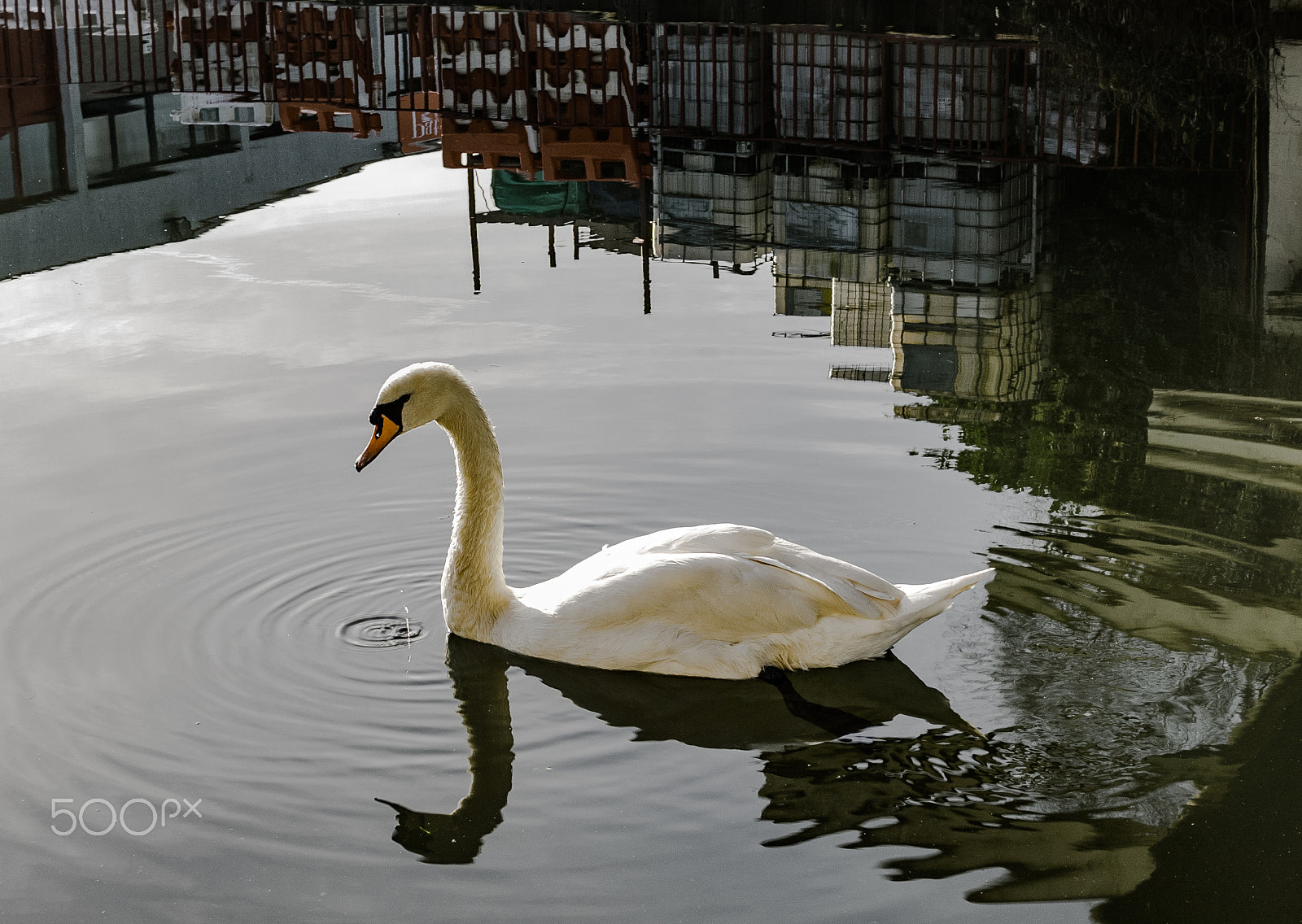 Olympus OM-D E-M1 + Olympus M.Zuiko Digital 25mm F1.8 sample photo. Swan on the canal photography
