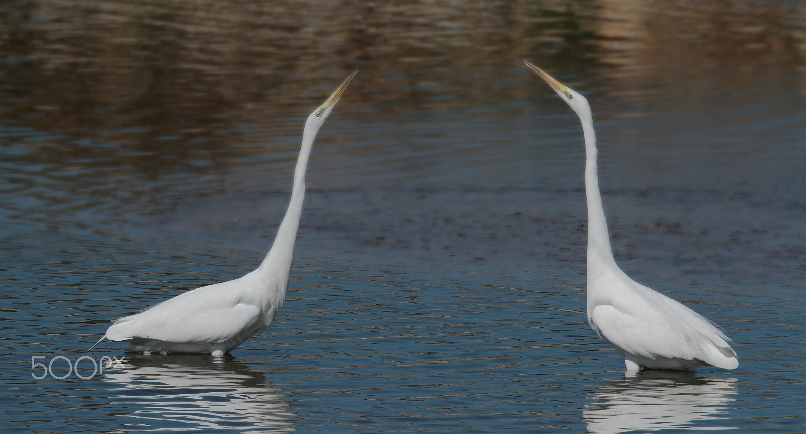 Tamron SP 150-600mm F5-6.3 Di VC USD sample photo. ...heart-to-heart talk... photography