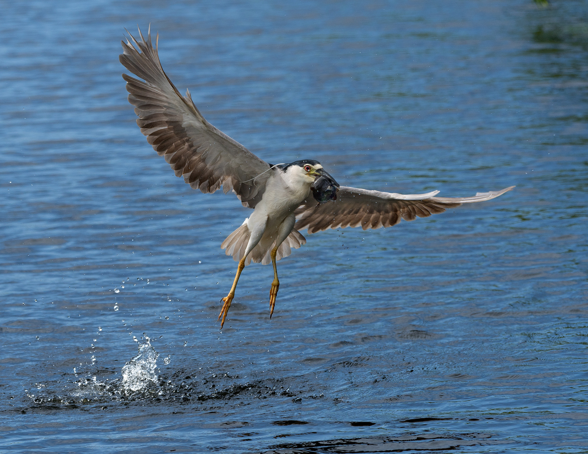 Nikon D500 sample photo. Liftoff! black-crowned night heron in flight with catfish photography