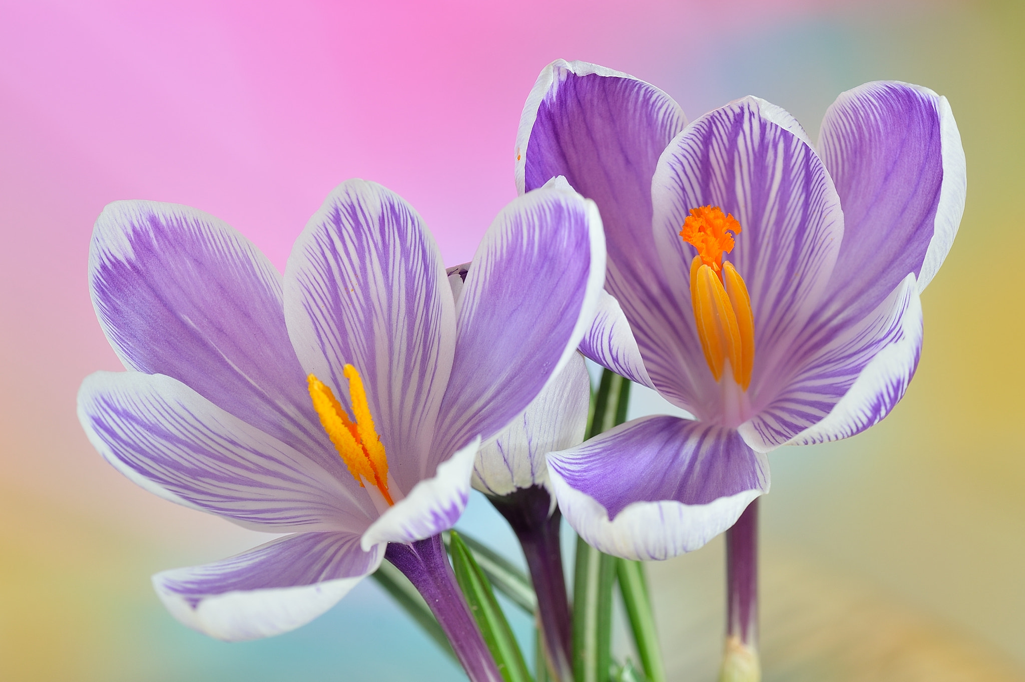 Nikon D3200 sample photo