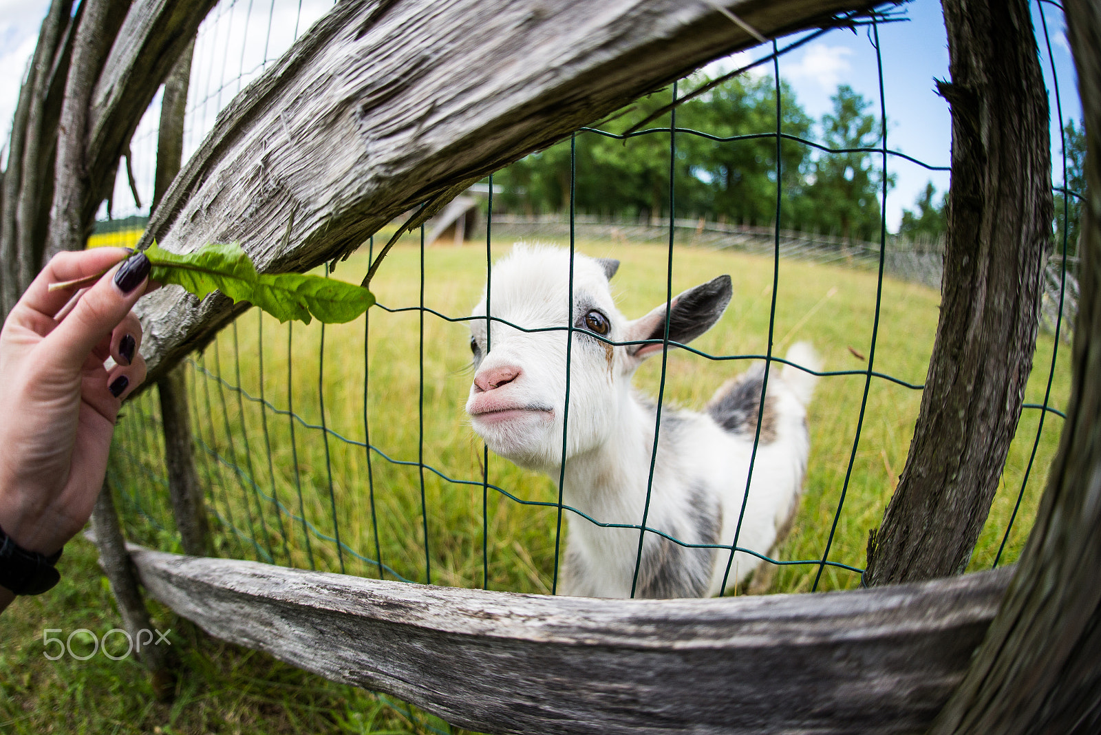 Nikon D600 + Sigma 15mm F2.8 EX DG Diagonal Fisheye sample photo. Yeanling photography