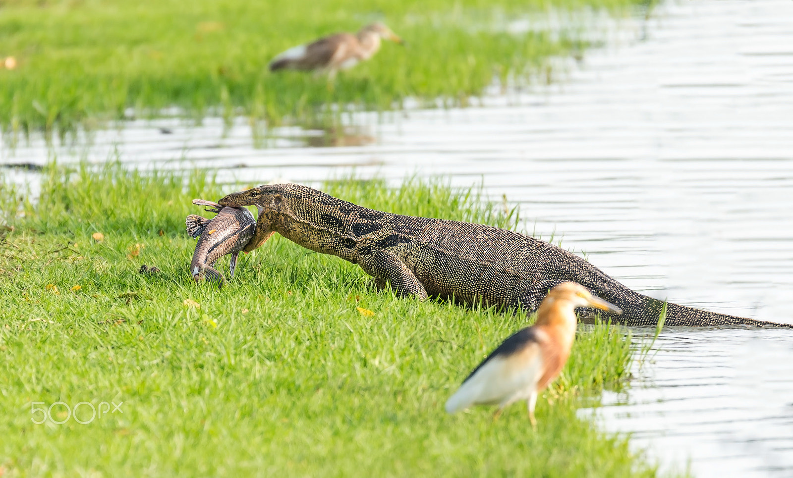 Nikon D600 sample photo. Water monitor catching a big sucker fish from the pond in the park photography
