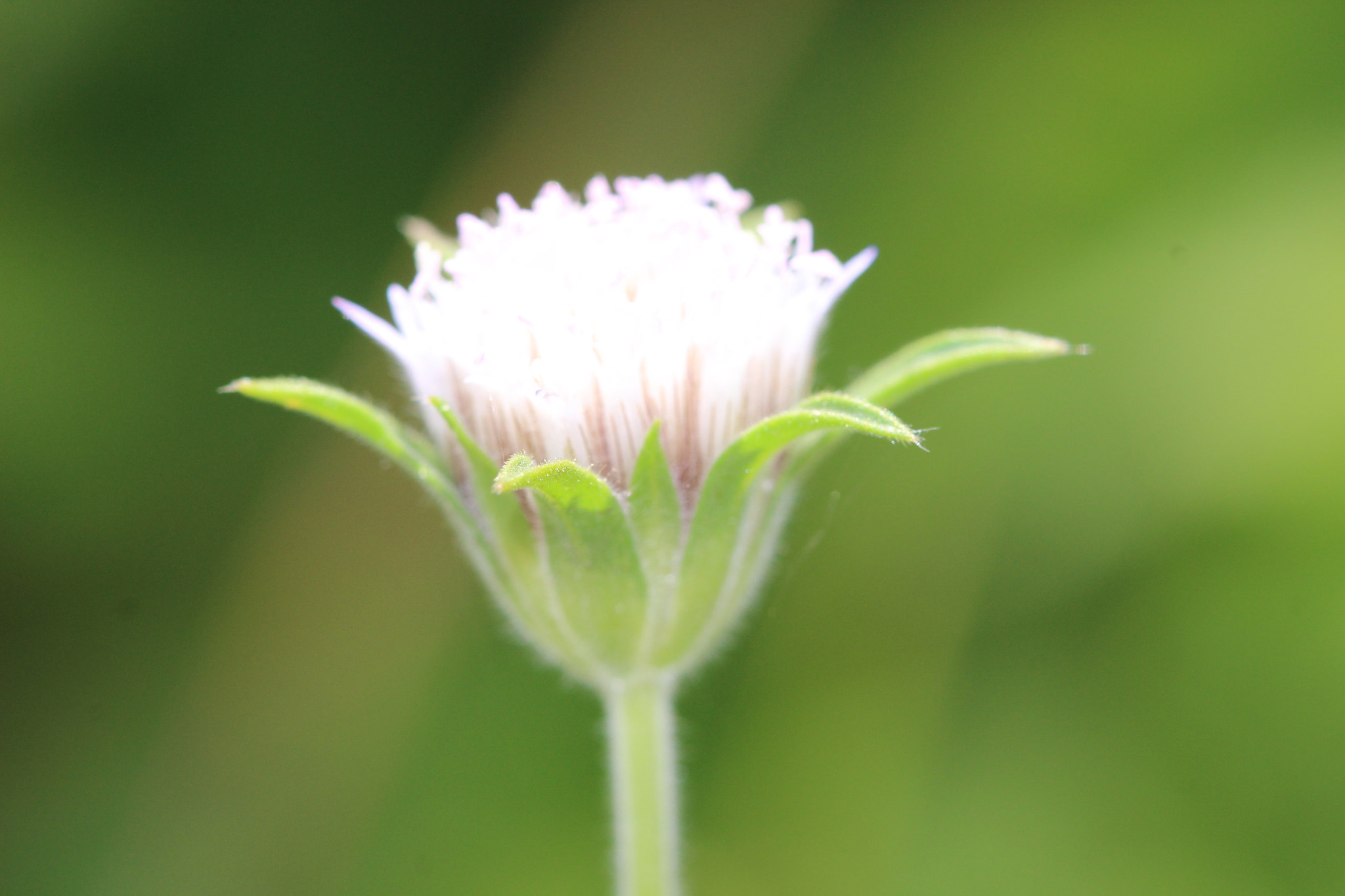 Canon EF 100mm F2.8 Macro USM sample photo. Shining photography