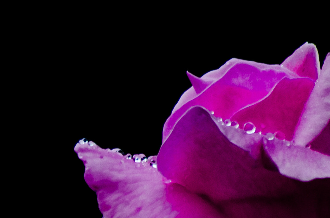 Sigma 70-300mm F4-5.6 APO DG Macro sample photo