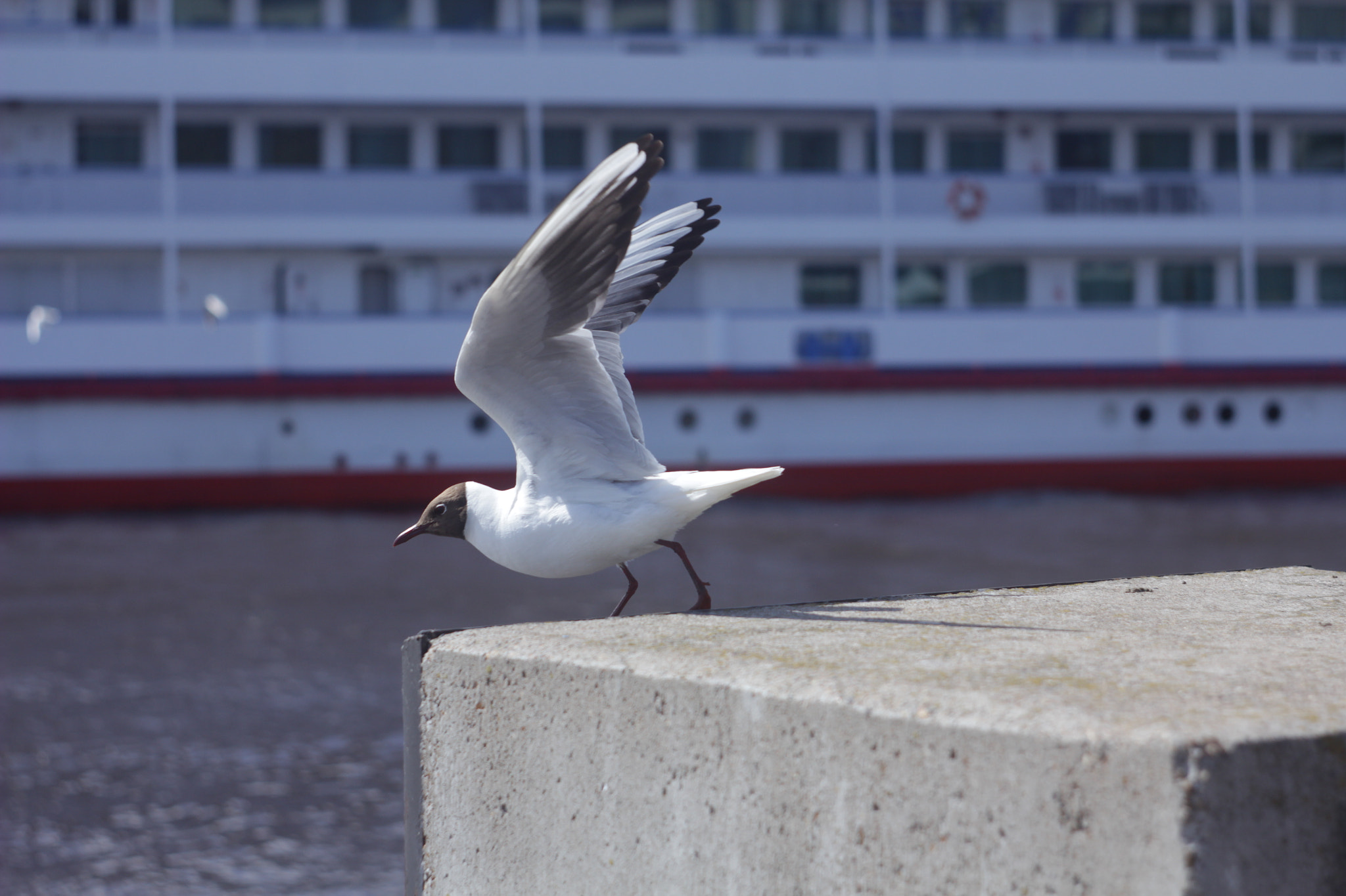 Canon EF 35-80mm f/4-5.6 sample photo. Gull photography