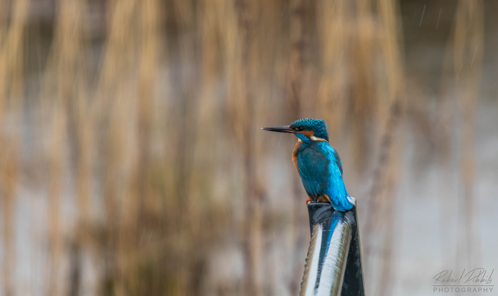 150-600mm F5-6.3 DG OS HSM | Sports 014 sample photo. Kingfisher photography