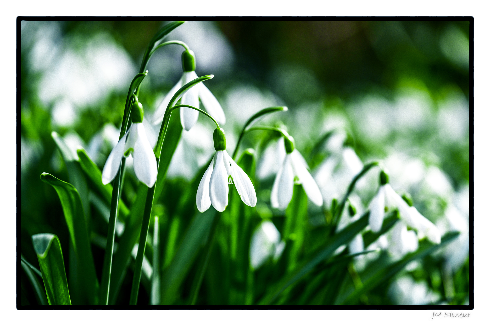 Fujifilm XF 50-140mm F2.8 R LM OIS WR sample photo. Snowdrops photography