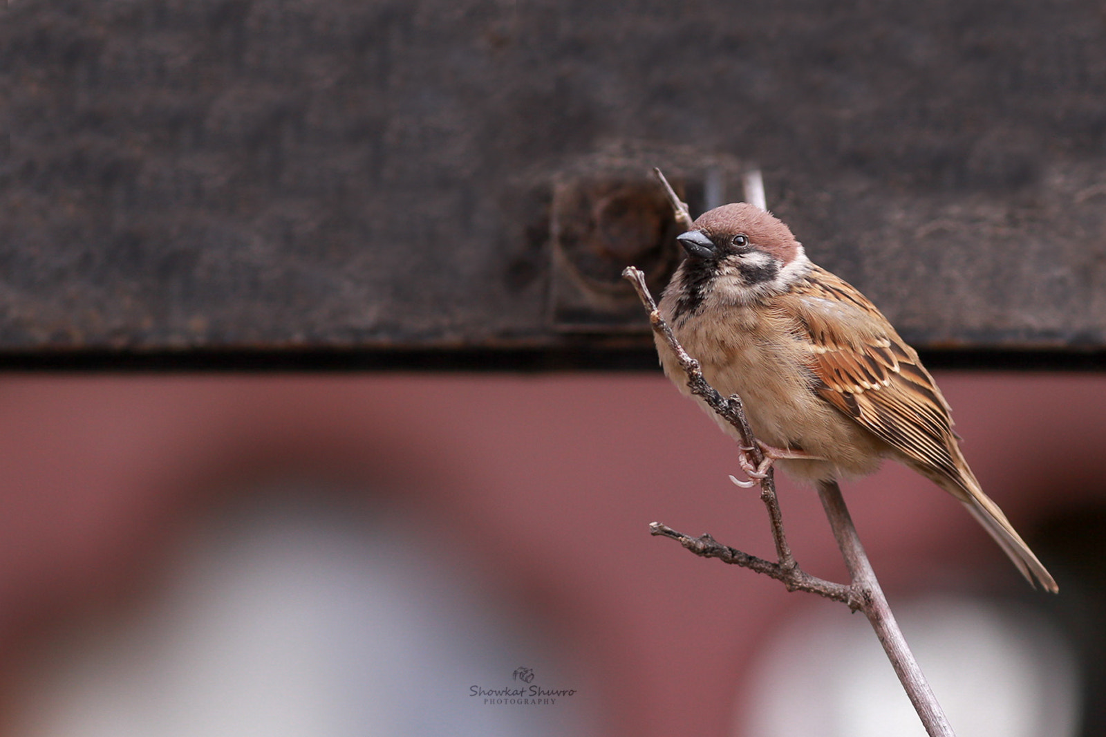 Canon EOS 6D + Canon EF 300mm F4L IS USM sample photo. Eurasian tree sparrow photography