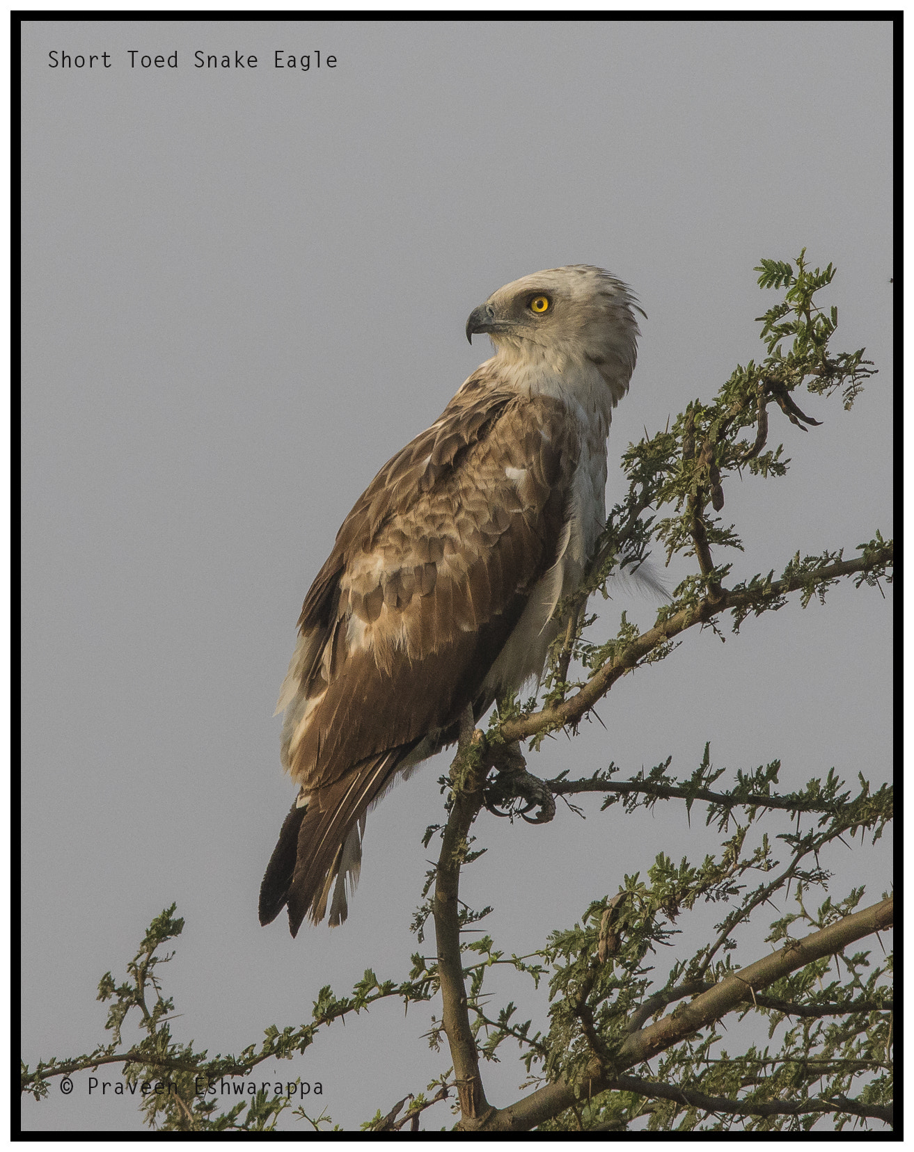 Canon EF 300mm F4L IS USM sample photo. Short toe snake eagle photography