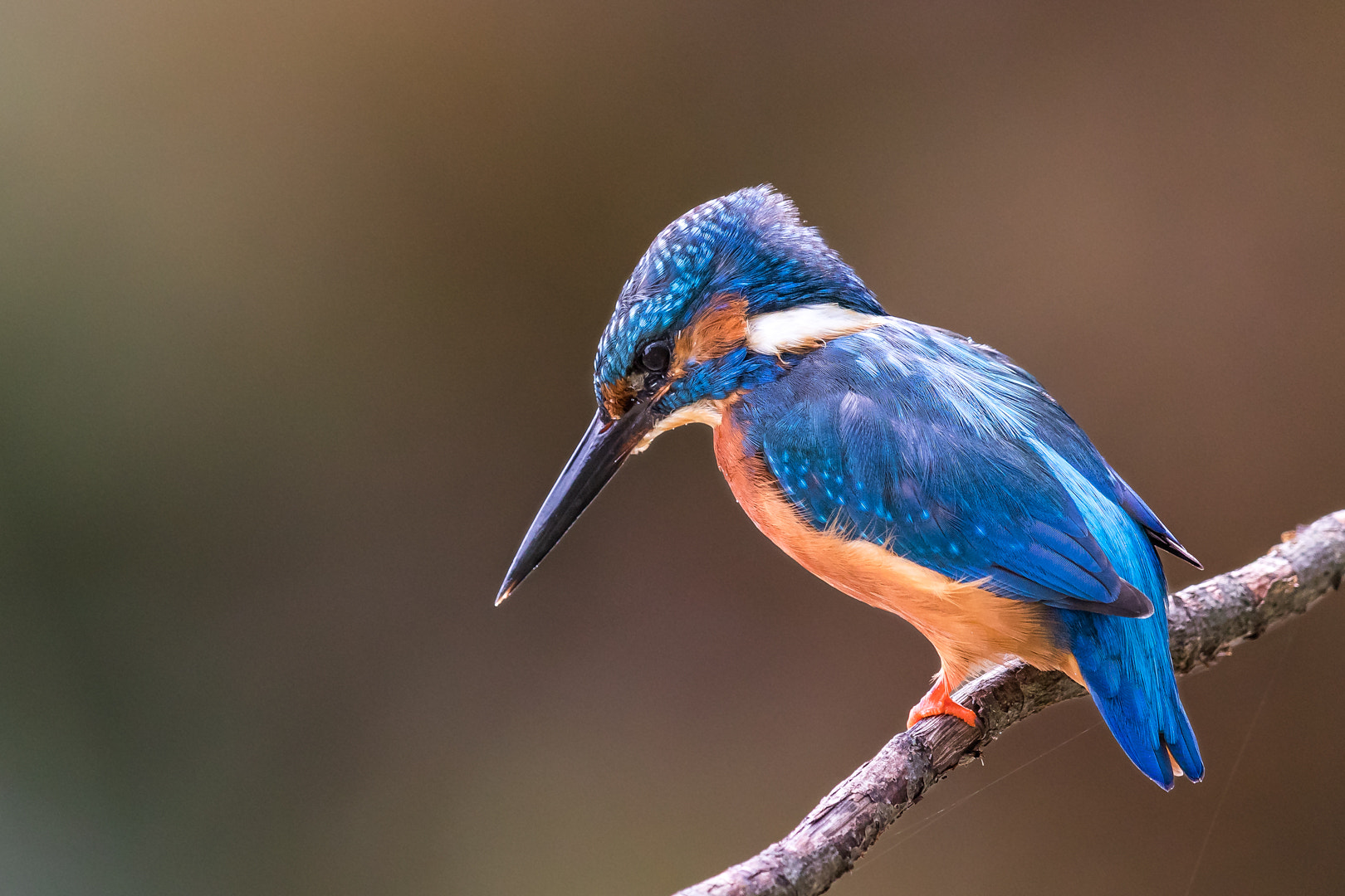 Canon EF 600mm F4L IS II USM sample photo. Martin pecheur photography