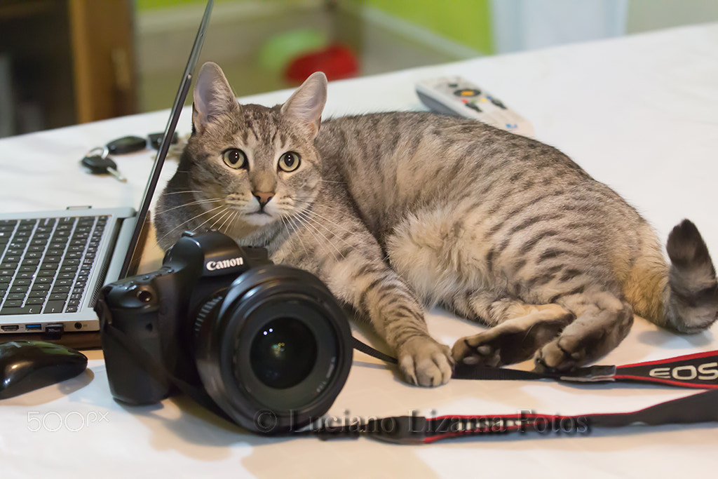 Canon EOS 600D (Rebel EOS T3i / EOS Kiss X5) sample photo. Adolfo mimoso photography