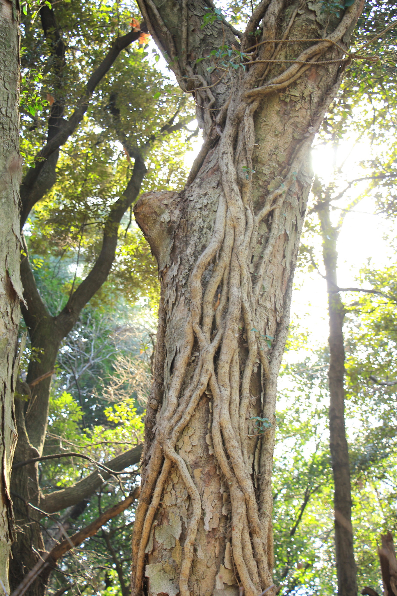 Canon EOS 550D (EOS Rebel T2i / EOS Kiss X4) sample photo. Green and light photography