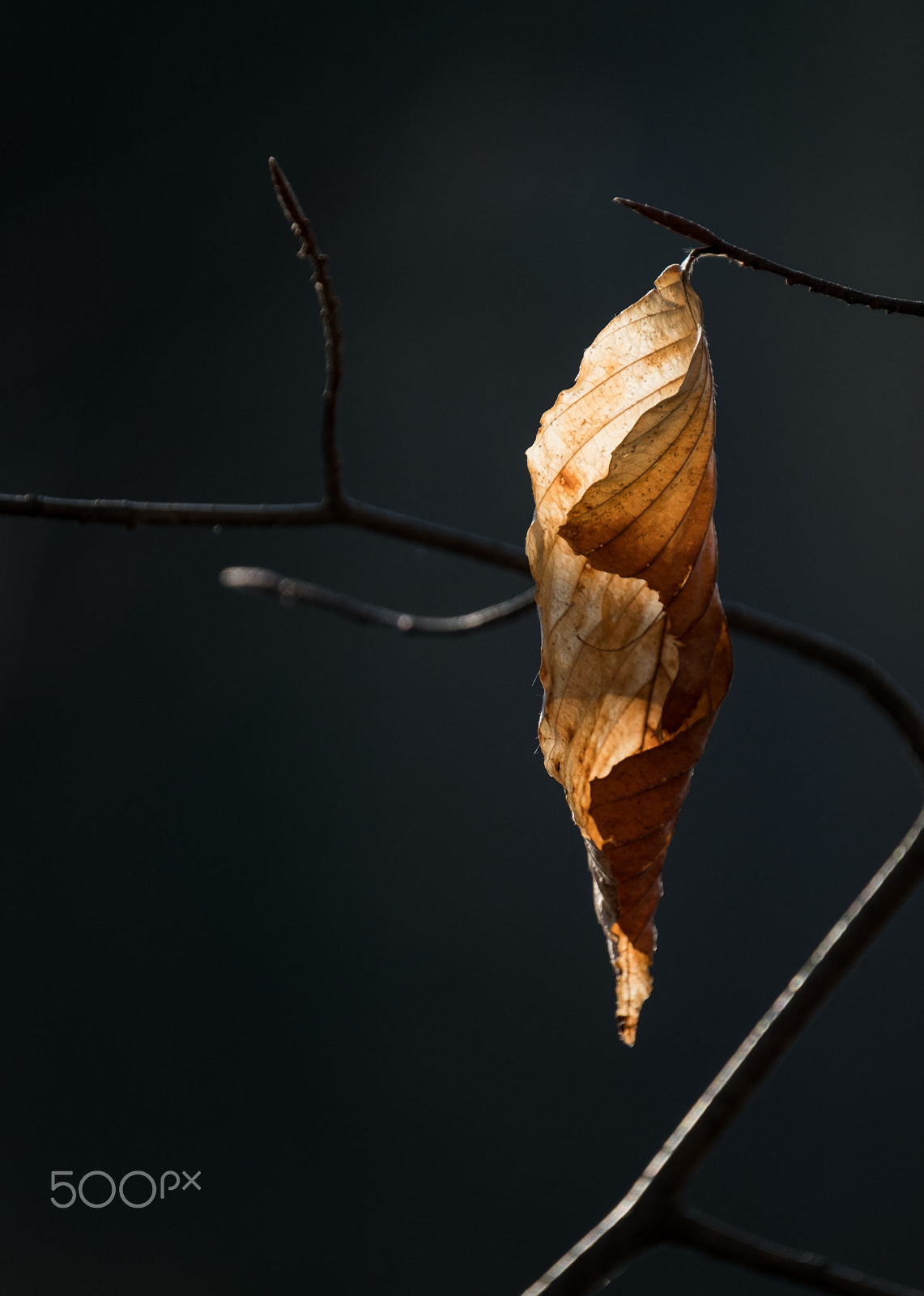 Fujifilm XF 100-400mm F4.5-5.6 R LM OIS WR sample photo. Morning leaf photography