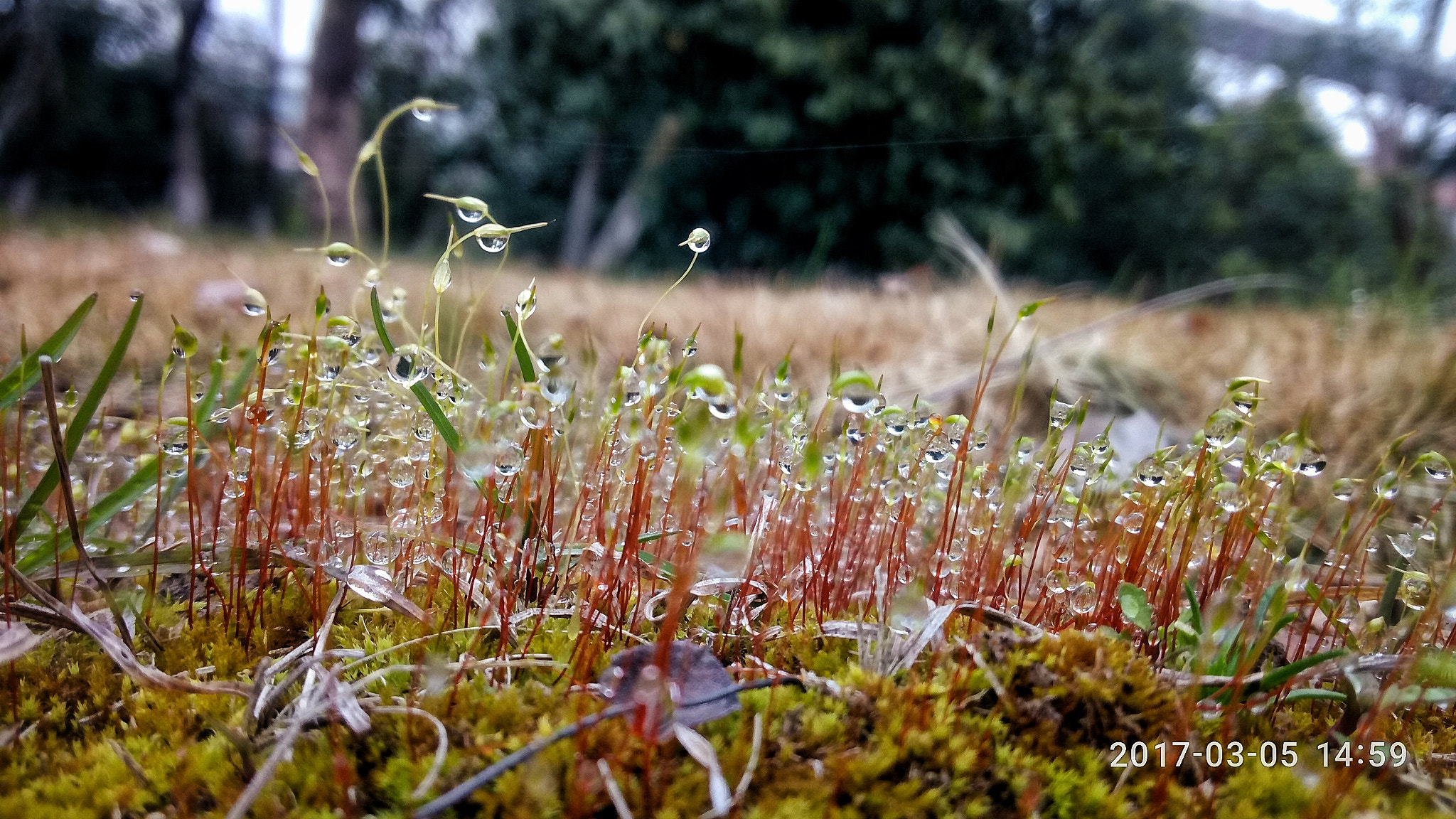 Meizu m3 note sample photo. My forest photography