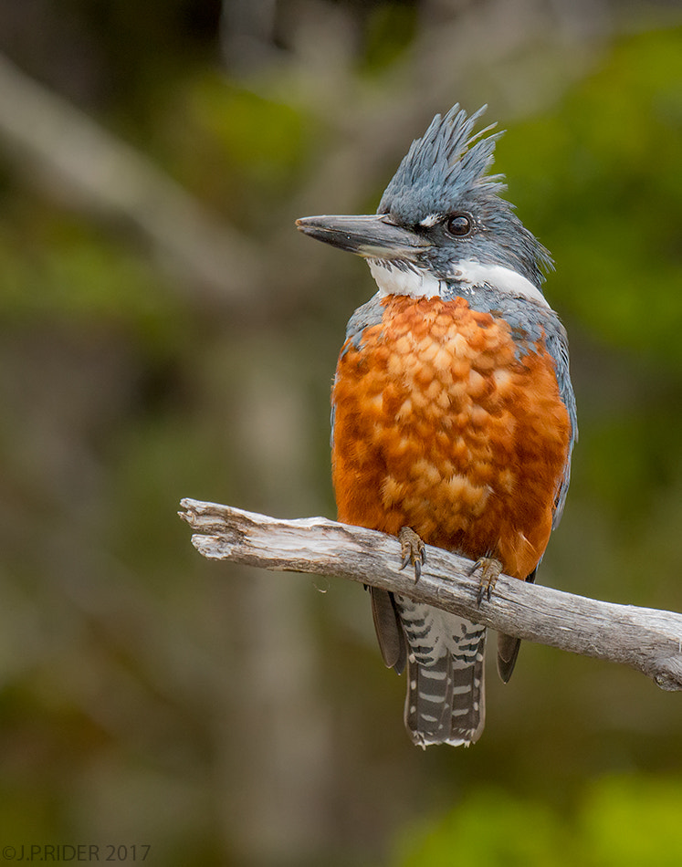 Nikon D800 + Nikon AF-S Nikkor 500mm F4G ED VR sample photo. Ceryle torquata photography