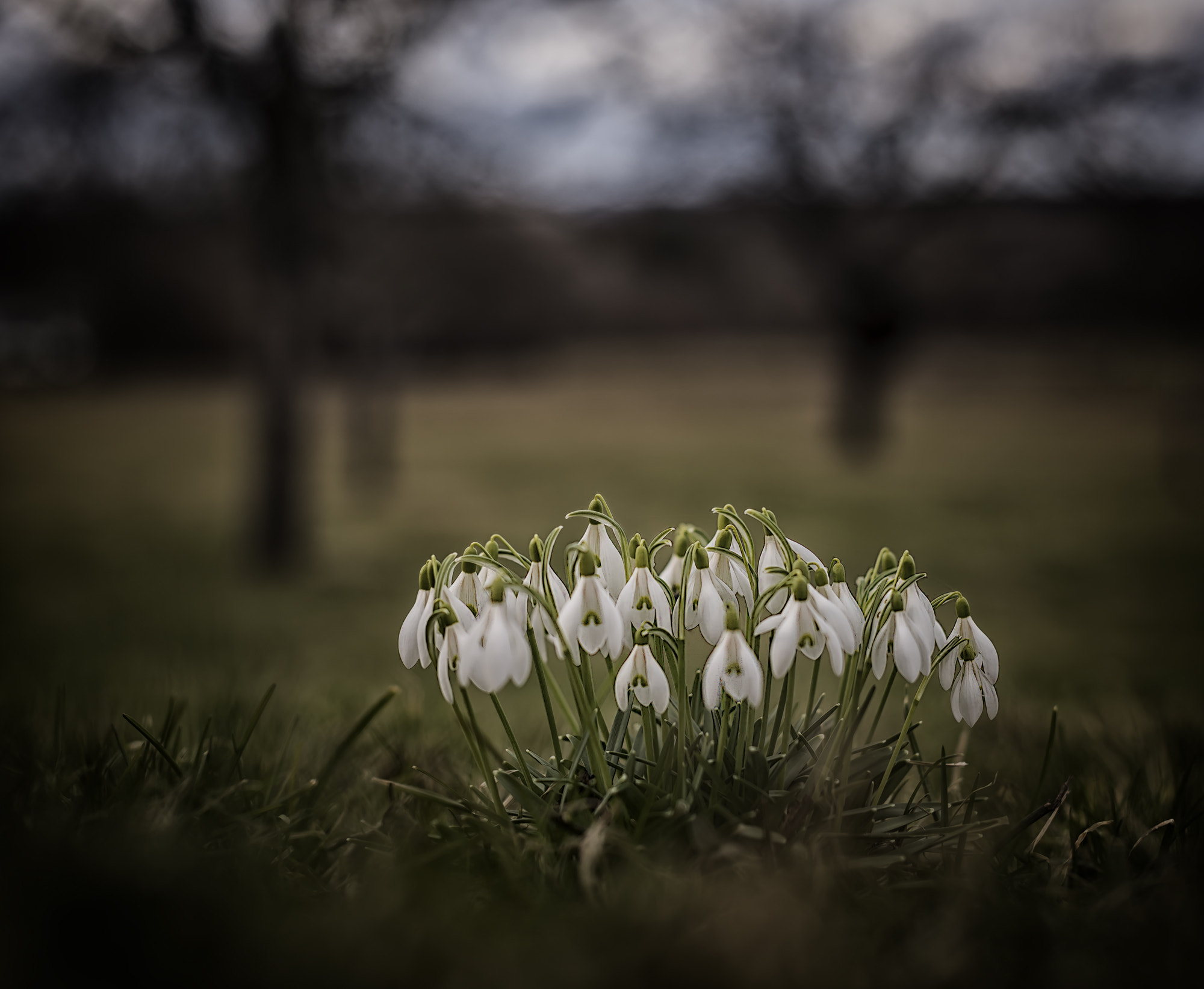 Nikon D810 + Nikon AF-S Nikkor 50mm F1.4G sample photo. The beautiful white photography