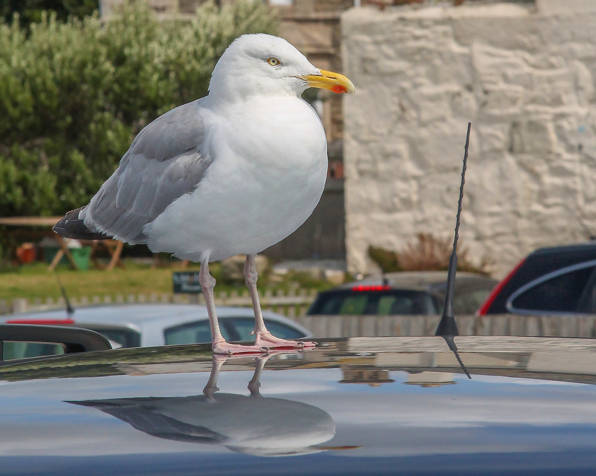 Canon EOS 1100D (EOS Rebel T3 / EOS Kiss X50) + Canon EF-S 17-85mm F4-5.6 IS USM sample photo. Gull on a hot car roof, cornwall photography