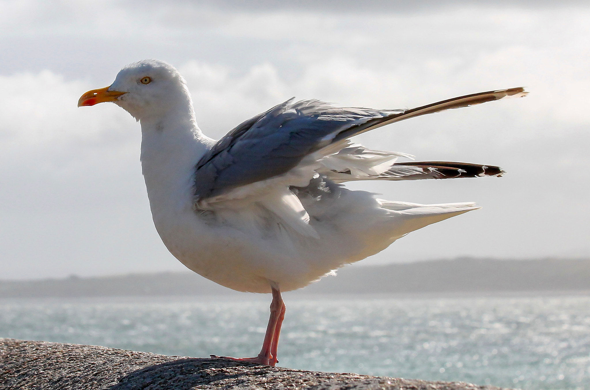 Canon EF 70-300mm F4-5.6 IS USM sample photo. Gulls around st ives beaches cornwall photography