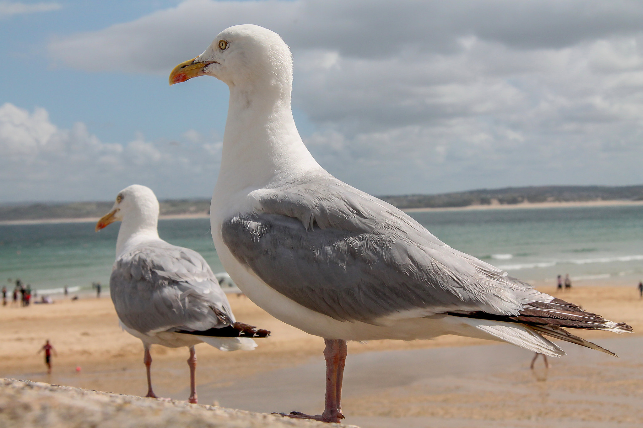 Canon EF-S 17-85mm F4-5.6 IS USM sample photo. Gulls around st ives beaches cornwall photography